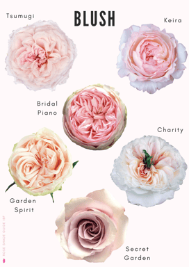 Rose color shades & substitutes