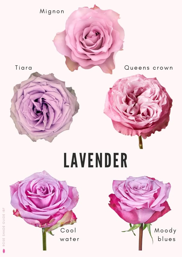 Lavender-Roses