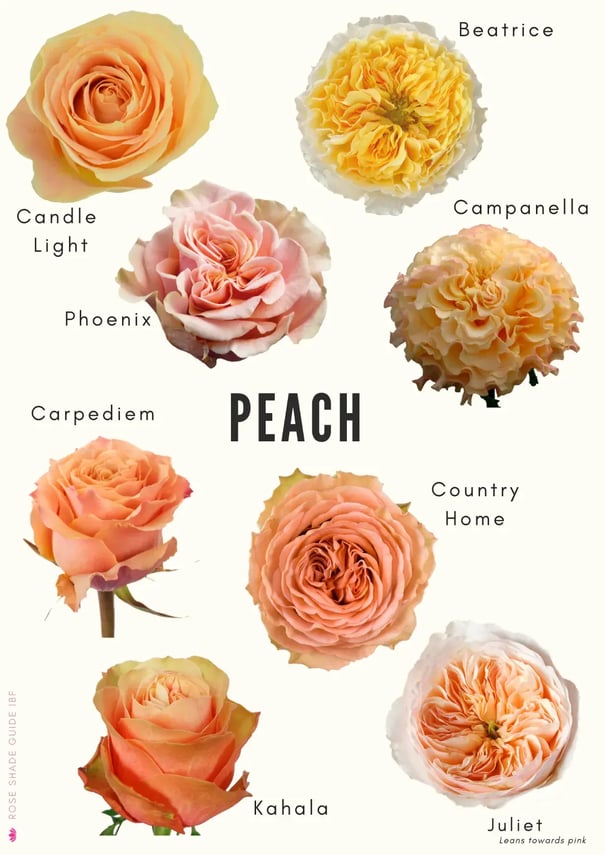 Peach-Color-Palette