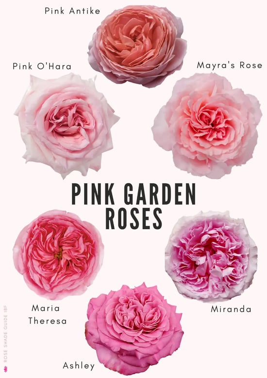 Pink-Garden-Roses
