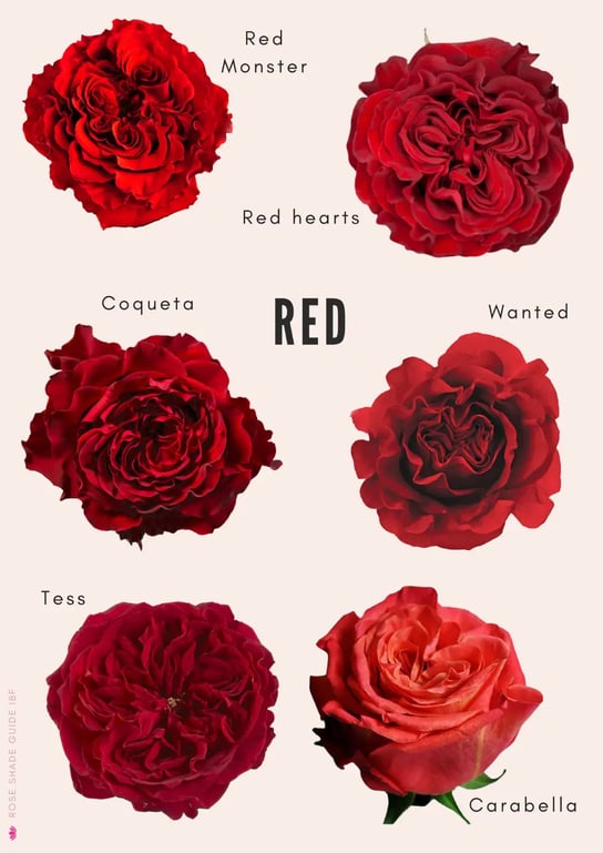 Red-Color-Palette