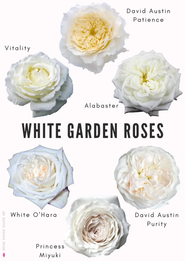 White-Garden-Roses